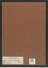 Triceratium constans Grev. (de-Toni-Nr.: Genus 140, Species 3716) Zeichnungen Sammlung Grunow Mappe 03822 (Herbarium_W_Grunow_drawings_Folder_03822)